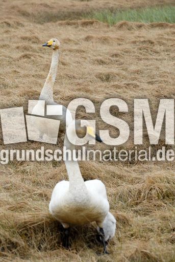 Singschwan (7 von 16).jpg